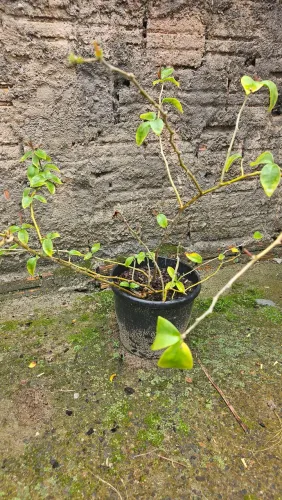 Planta Ora Pro Nobis no vaso