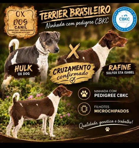 Fox paulistinha com pedigree CBKC- Fox paulistinha filhote puro
