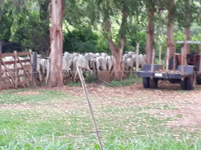 Vendo fazendinha, aceita carro, 1+3×=de R$20.000,00 mais parcelas