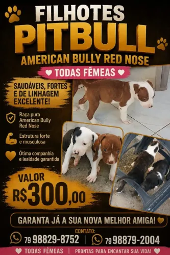 Filhotes de pitbull fêmea