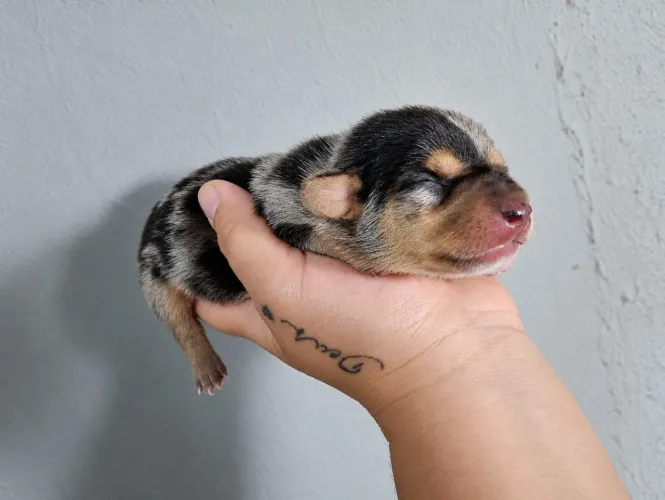 Pinscher fêmea 