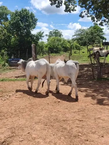 tourinhos p.o a venda 