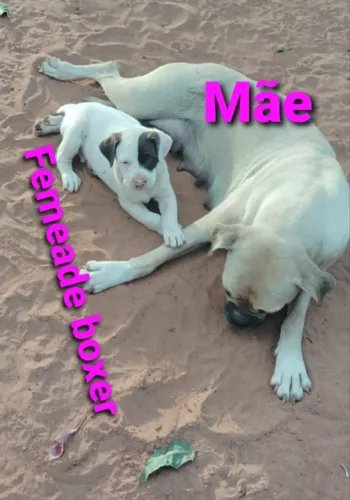 01 FEMEA BRANCA DE BOXER