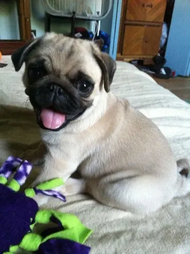 Pug Um pet que encanta em cada detalhe