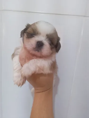 Shitzu machinho