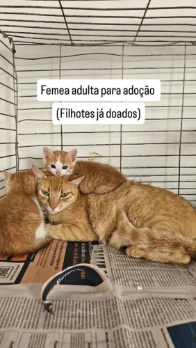 Gata femea adoção