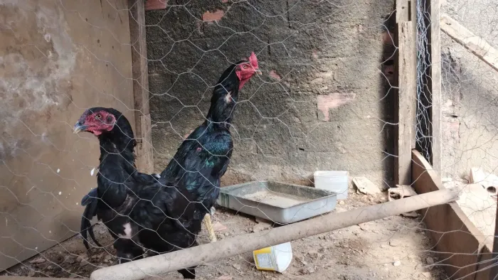 Casal índio a galinha está pondo !