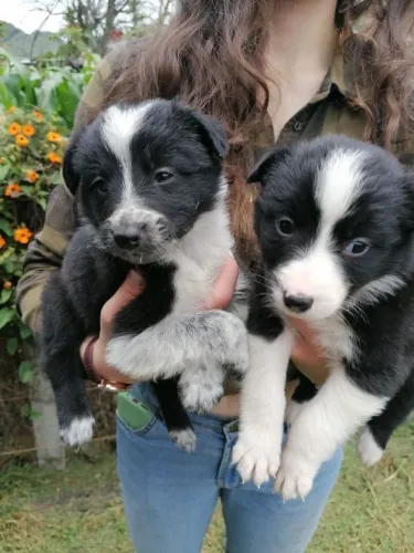 Border Collie: um companheiro para todas as horas.