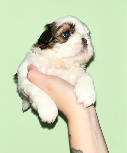 Shih Tzu macho tricolor com linhagem chocolate