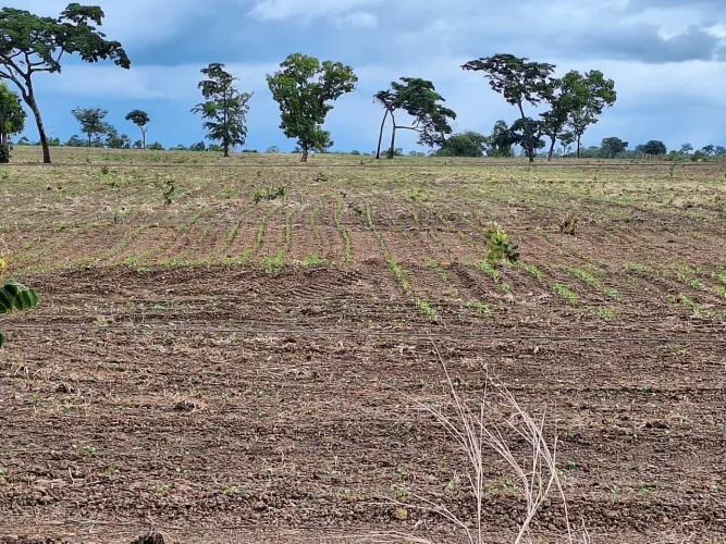 Fazenda em Palmas. Dupla aptidão.