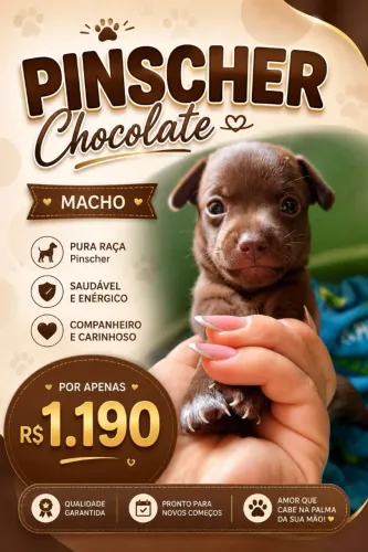 PINSCHER CHOCOLATE