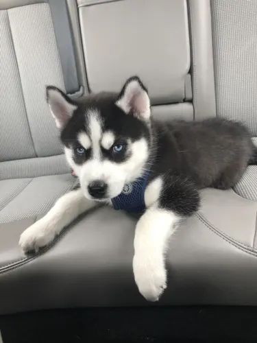 Husky siberiano Um filhote com um jeitinho impossível de ignorar