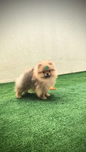 Macho laranja Lulu da Pomerânia anão