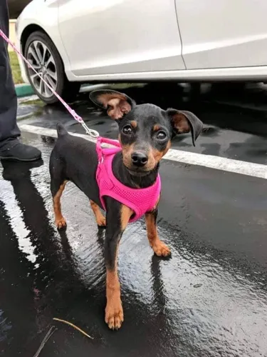 Filhotes De Pinscher - Um Amigo Cheio De Boas Vibrações 