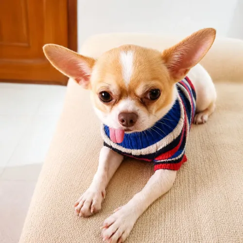 Chihuahua Macho Puro | Super Dócil | 1 ano e meio