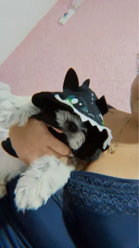 Cachorra Shih tzu