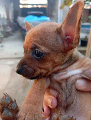 Lindo filhote de pinscher macho