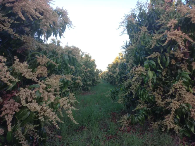 Fazenda Lote Agrícola 