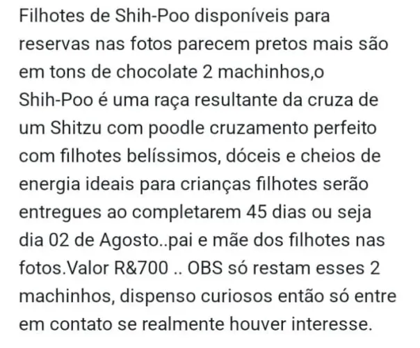 Cachorros