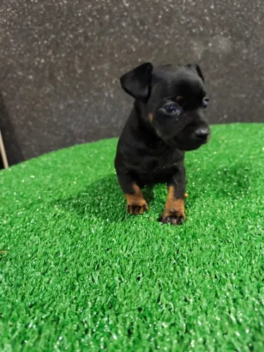 Pinscher