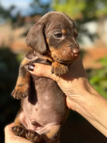 Dachshund/cofap macho choco tan