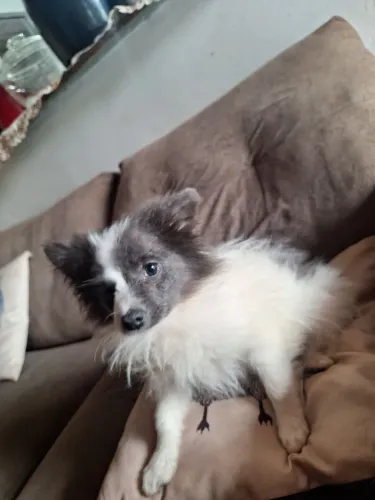 Vendo filhote de spitz alemão femea