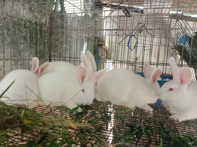 Coelhos raça Nova Zelândia