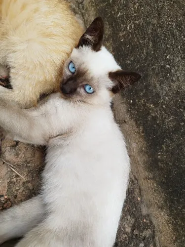 Gatos para doação 