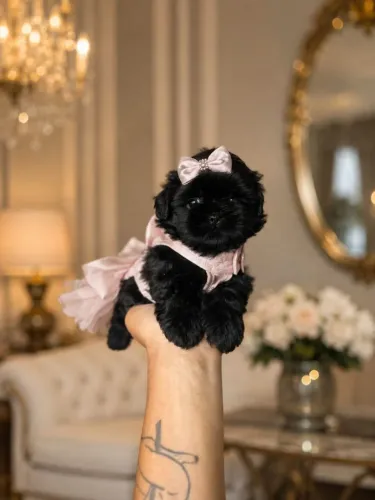 Linda fêmea shitzu preto solido