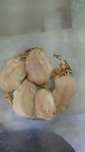 Hamster anão russo