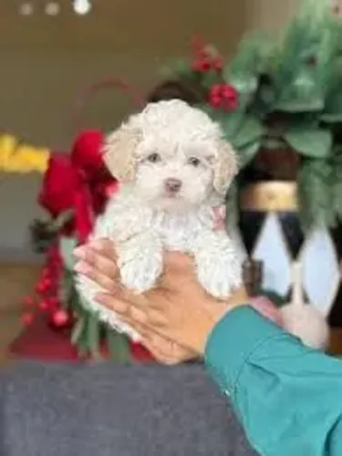 Poodle micro toy FÊMEA