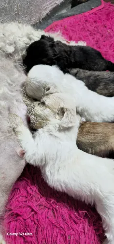 poodle anão