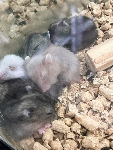 Hamster anão russo 