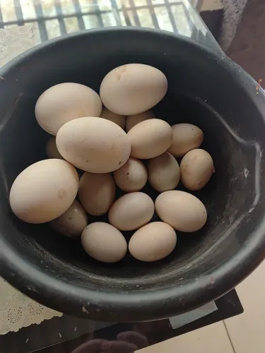 Ovos de perua galados 