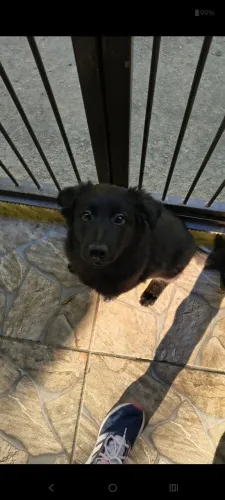 Doação filhote de cachorro fêmea 