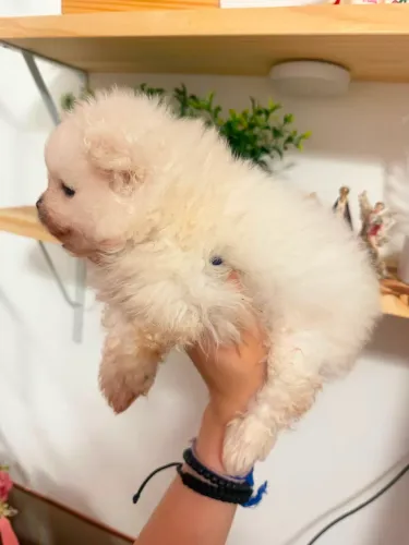 Lulu da Pomerania 