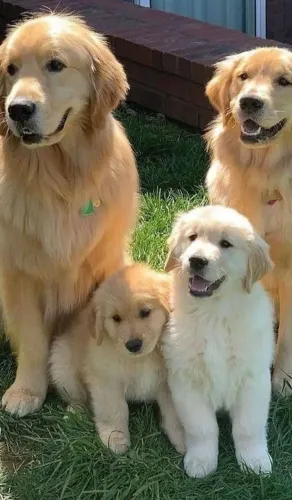 Golden Retriever - A Melhor Torcida E O Doguinho Pulando E Latindo