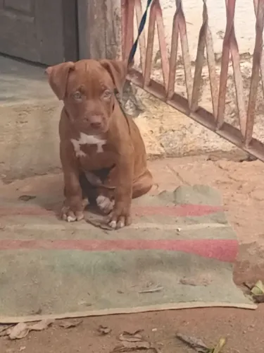 Pitibu de 3 meses fémia pra vender