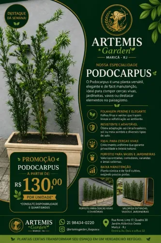 Palmeira fênix, areca e podocarpus