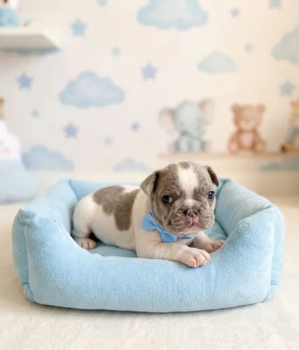 Lindo Bulldog Francês