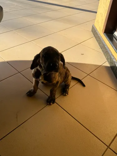 Vendo filhotes de fila brasileiro