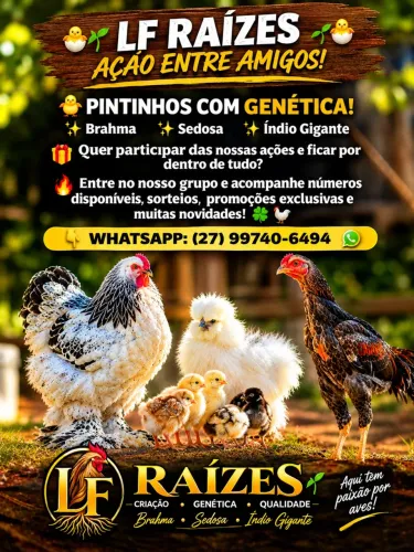Galinhas & pintinhos