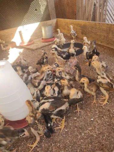 Franguinhos
