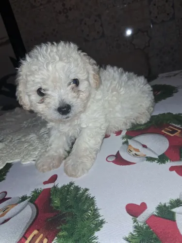 Poodle fêmea 