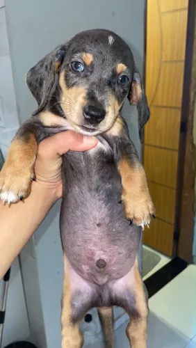 VENDO FILHOTE DE DACHSHUND (salsichinha) macho!