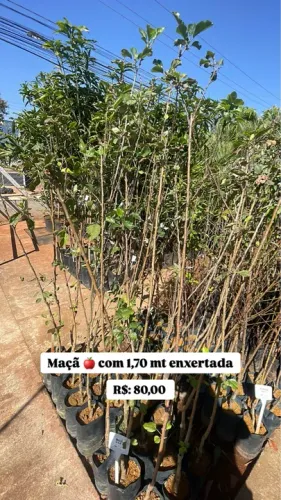 Muda de Maçã Enxertada