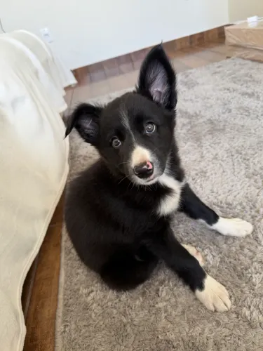Filhote de border collie 