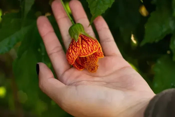 Muda de Abutilon - flor ornamental - Porto Alegre RS 