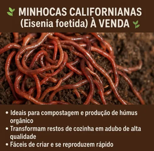 Minhocas Californianas para compostagem