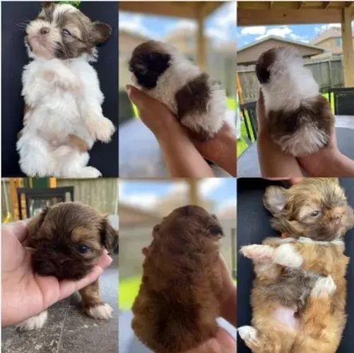 Lhasa Apso Branco e Creme Fêmea - Pequena e Elegante!